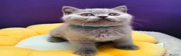 British gatti in vendita: Cuccioli British Shorthair lilac  - Annuncio 13