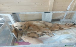 Golden Retriever cani in vendita: Vendesi cuccioli di Golden retriever  a Provincia di Lucca - Immagine 3