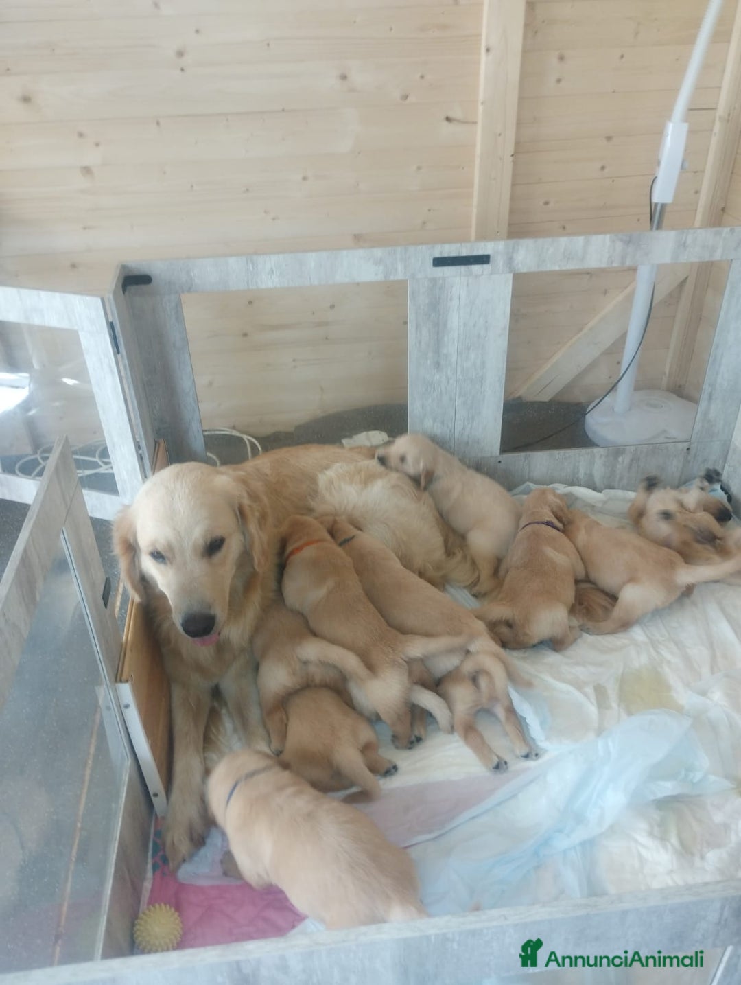 Golden Retriever cani in vendita: Vendesi cuccioli di Golden retriever  a Provincia di Lucca - Immagine 3