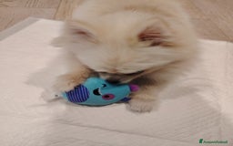 Altre razze cani in vendita: Vendo 2 cucciole stupende di taglia toy a Provincia di Pavia - Immagine 8
