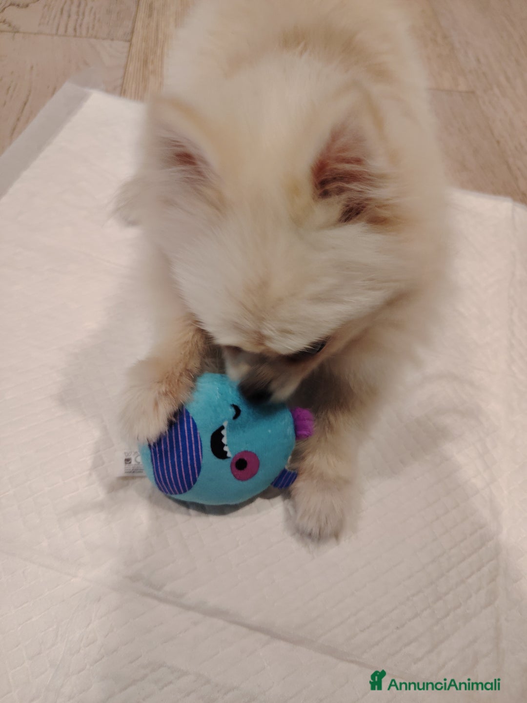 Altre razze cani in vendita: Vendo 2 cucciole stupende di taglia toy a Provincia di Pavia - Immagine 8