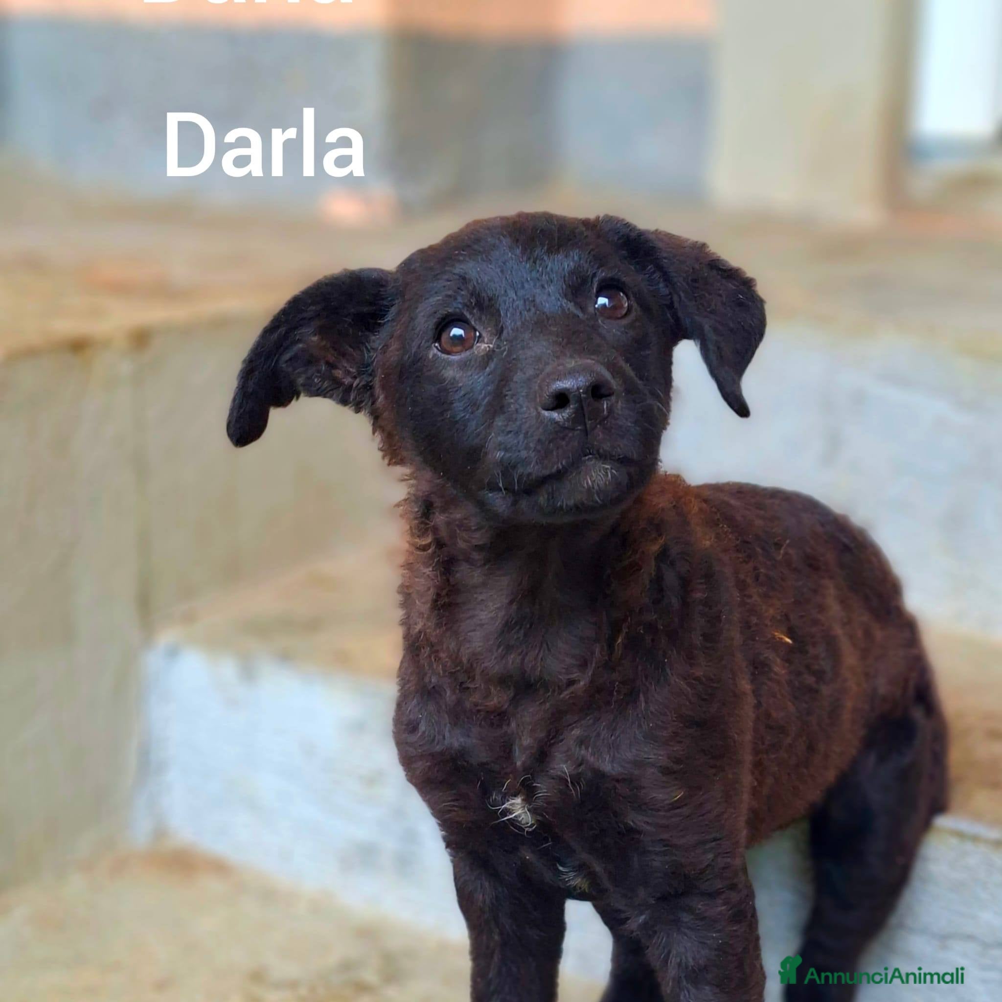 Meticcio cani in regalo: 8 CUCCIOLI CERCANO AMORE! Tg media, dolcissimi! - Annuncio 8