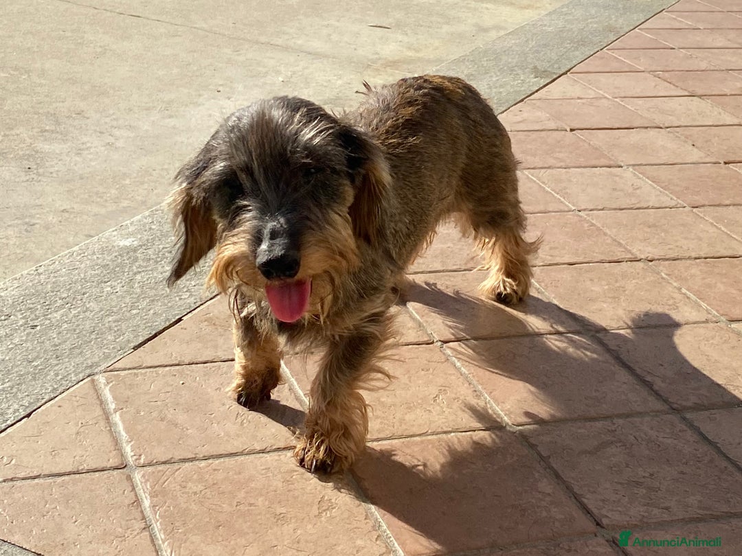 Bassotto cani in vendita: Cuccioli di bassotto a pelo duro - Annuncio 9