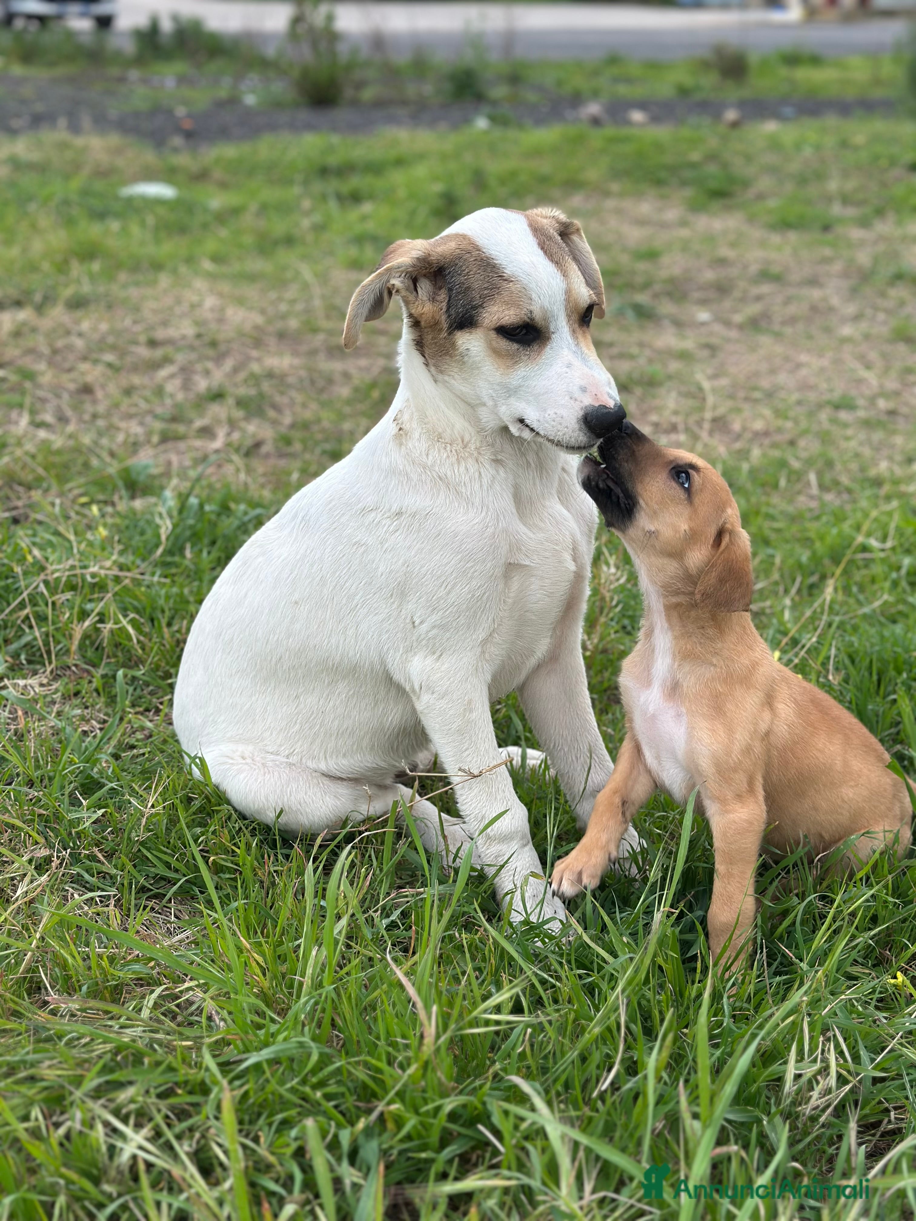 Meticcio cani LIAM CERCA ADOZIONE - Annuncio 3