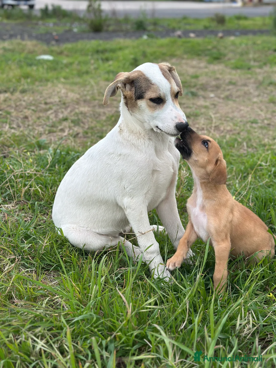 Meticcio cani in regalo: LIAM CERCA ADOZIONE - Annuncio 1