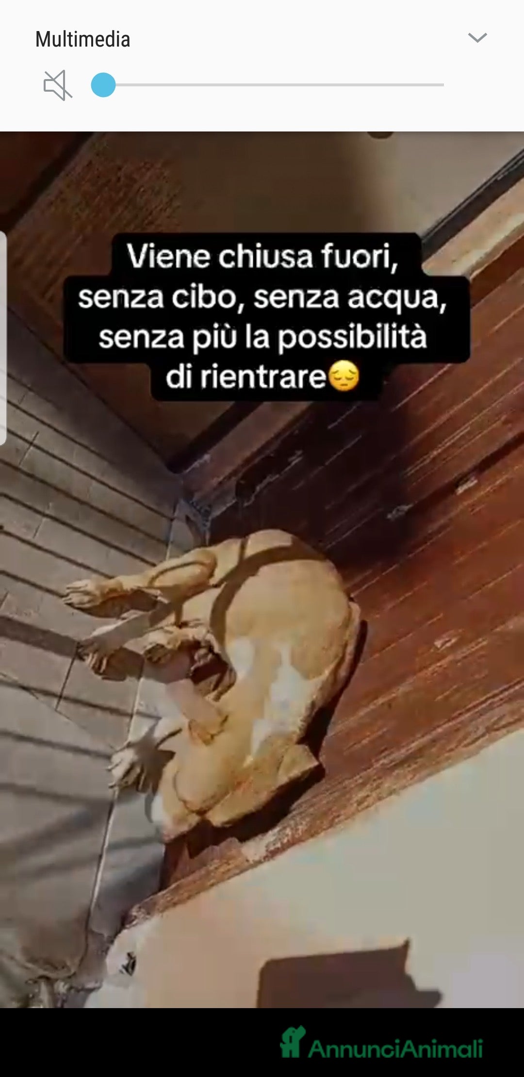 Meticcio cani ADOZ.DEL CUORE:la più ORRENDA delle storie che ho! - Annuncio 2