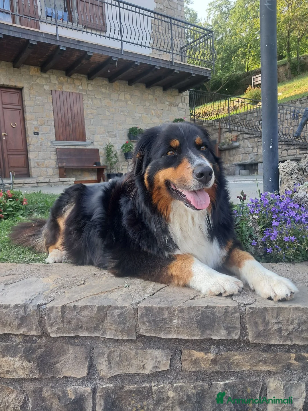 Australian Shepherd cani in vendita: Cuccioli black tricolore  - Annuncio 13