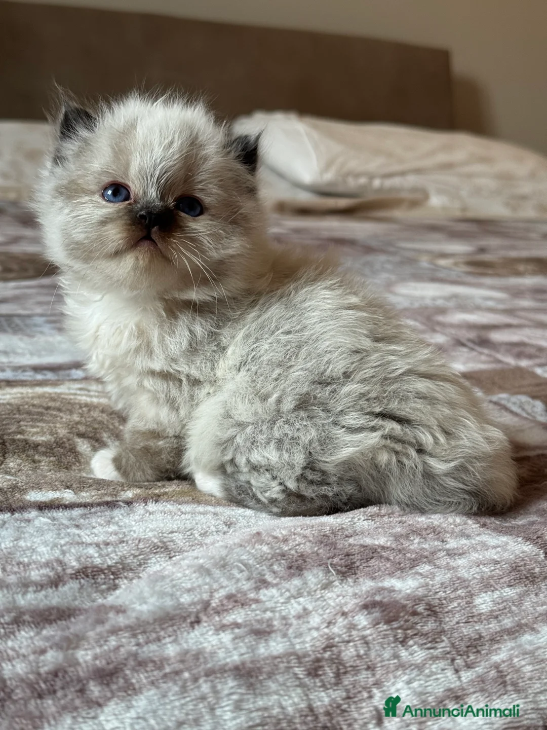 Sacro di Birmania gatti in vendita: Cucciola Sacro di Birmania con pedigree - Annuncio 2