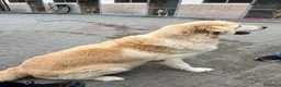 Meticcio cani in regalo: SALOMOME CERCA CASA - Annuncio 2