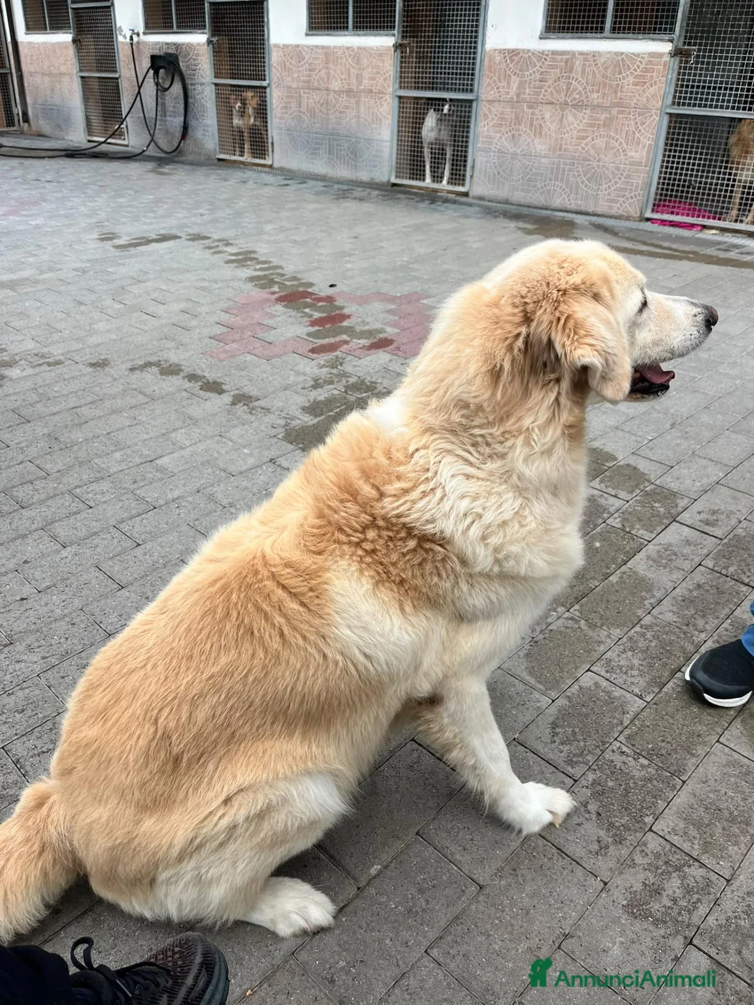 Meticcio cani in regalo: SALOMOME CERCA CASA - Annuncio 2
