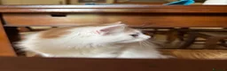 Siberiano gatti in vendita: Noralee gattina siberiana ipoallergenica - Annuncio 6
