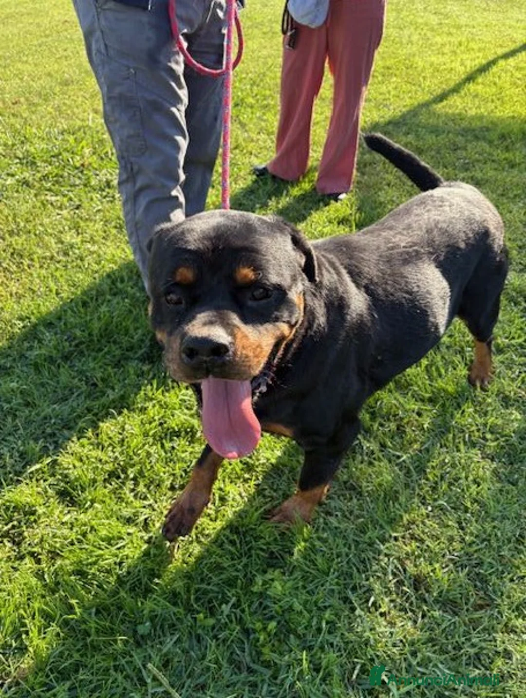 Rottweiler cani in regalo: Adozione del ❤️ per Aaron - Annuncio 3