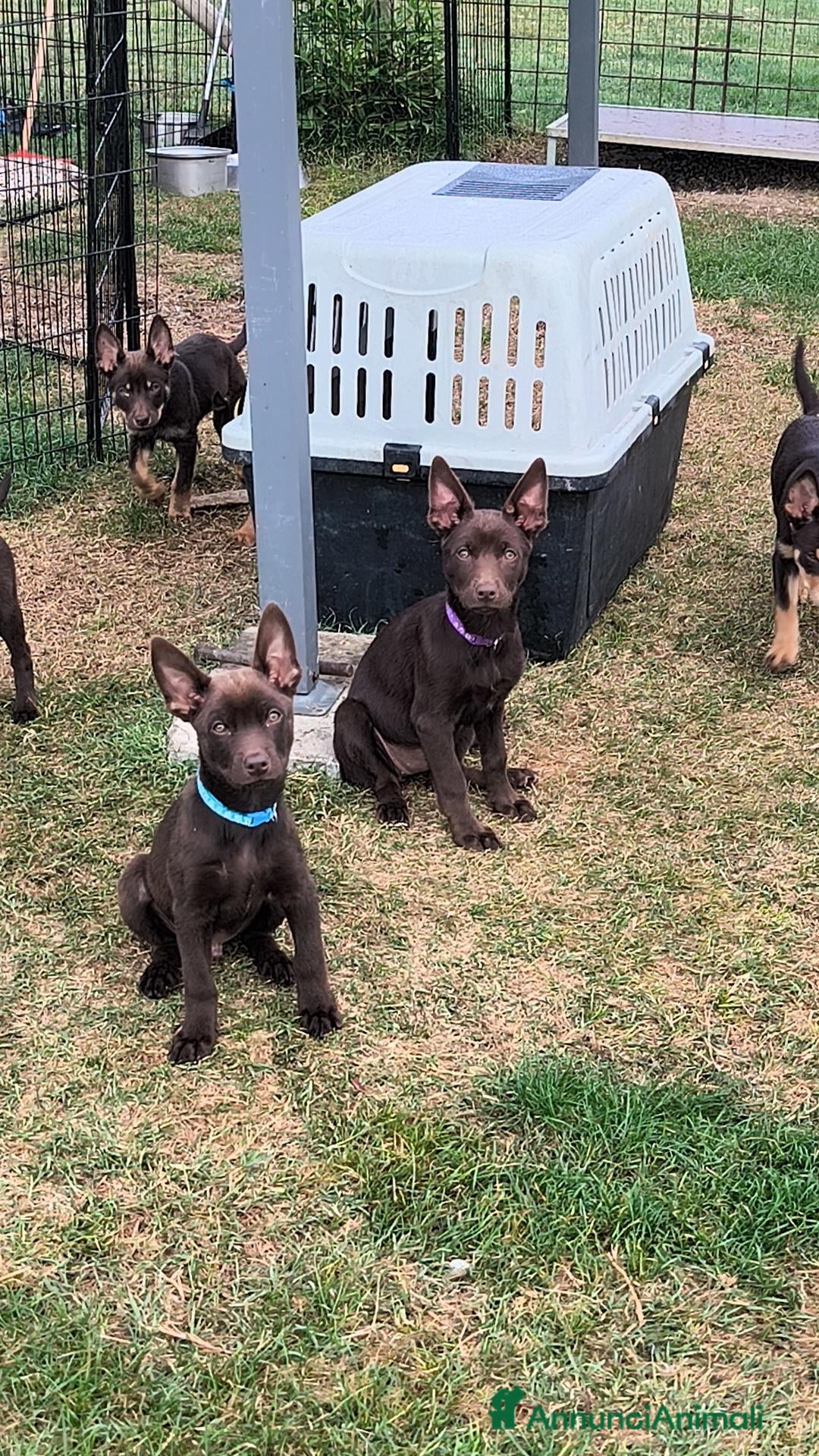 Australian Kelpie cani Cuccioli Australian Kelpie  - Annuncio 2