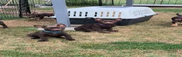 Australian Kelpie cani in vendita: Cuccioli Australian Kelpie  a Provincia di Siena - Annuncio 2