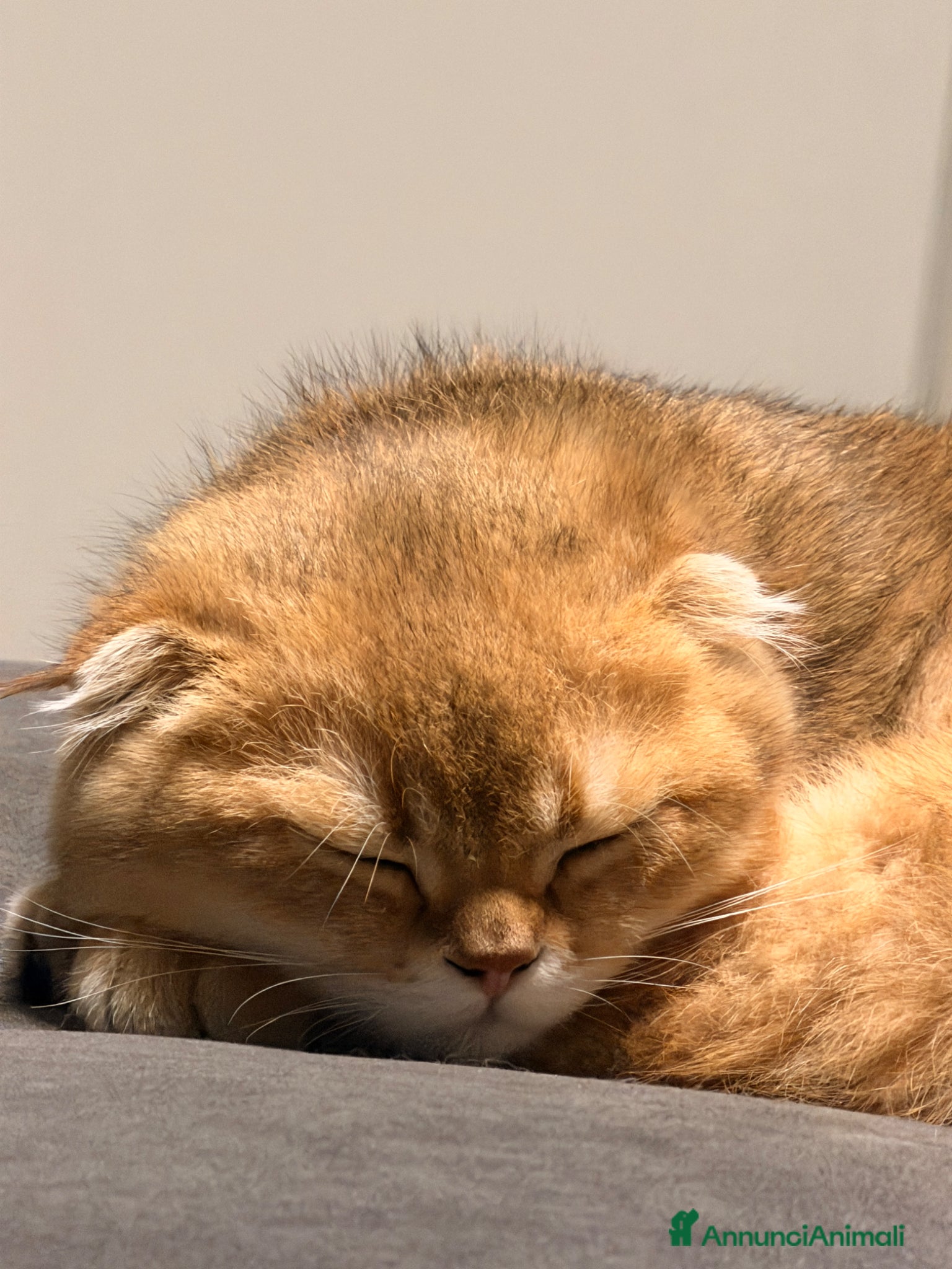 British gatti in vendita: SCOTTISH FOLD - Annuncio 7