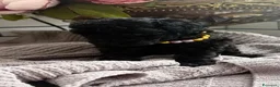 Barboncino Toy cani in vendita: Cuccioli di Barboncino Toy adorabili - Annuncio 9