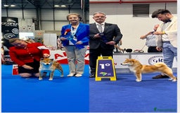 Shiba Inu cani in vendita: Shiba inu cuccioli  a Province of Pavia - Immagine 11