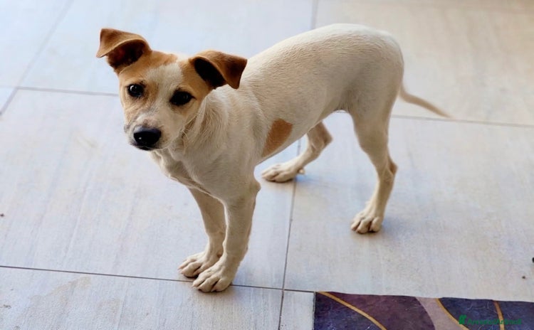 Meticcio cani a Città metropolitana di Milano - Annuncio 18