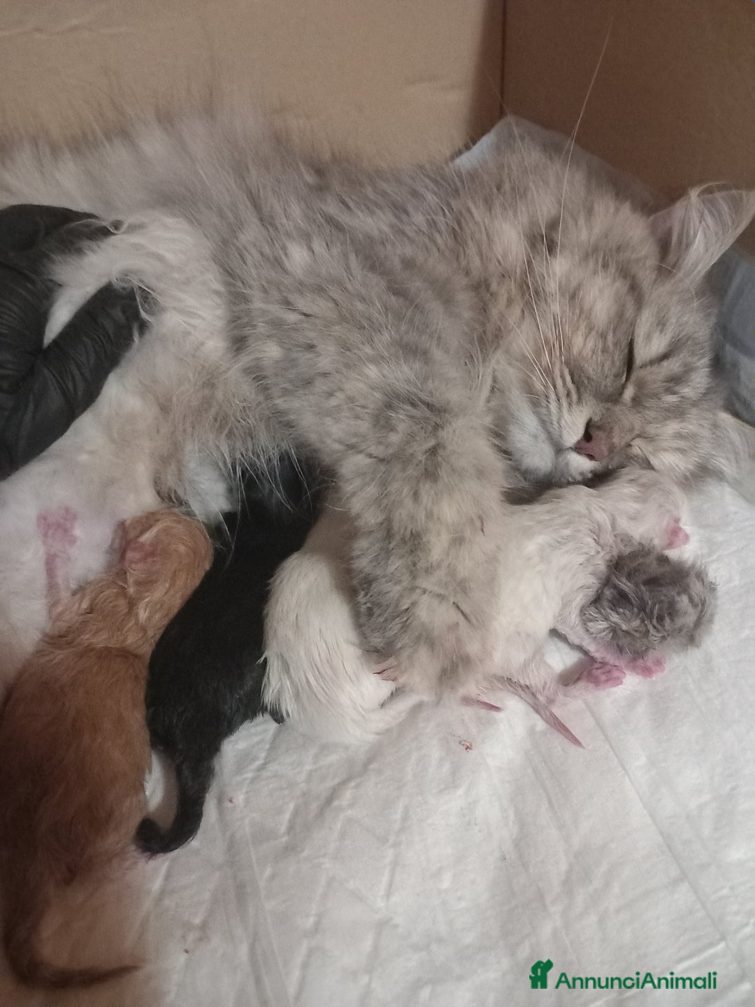 Siberiano gatti in vendita: Gatto siberiano ipoallergenico - Annuncio 2