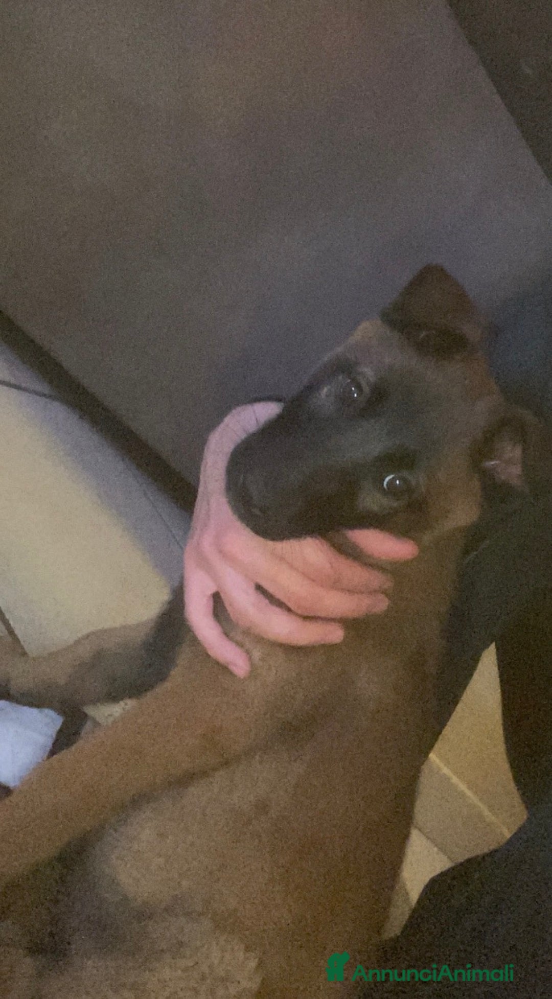 Pastore Belga cani in vendita: Cuccioli pastore belga Malinois  - Annuncio 6