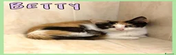 Europeo gatti in regalo: Gattini in adozione  - Annuncio 4