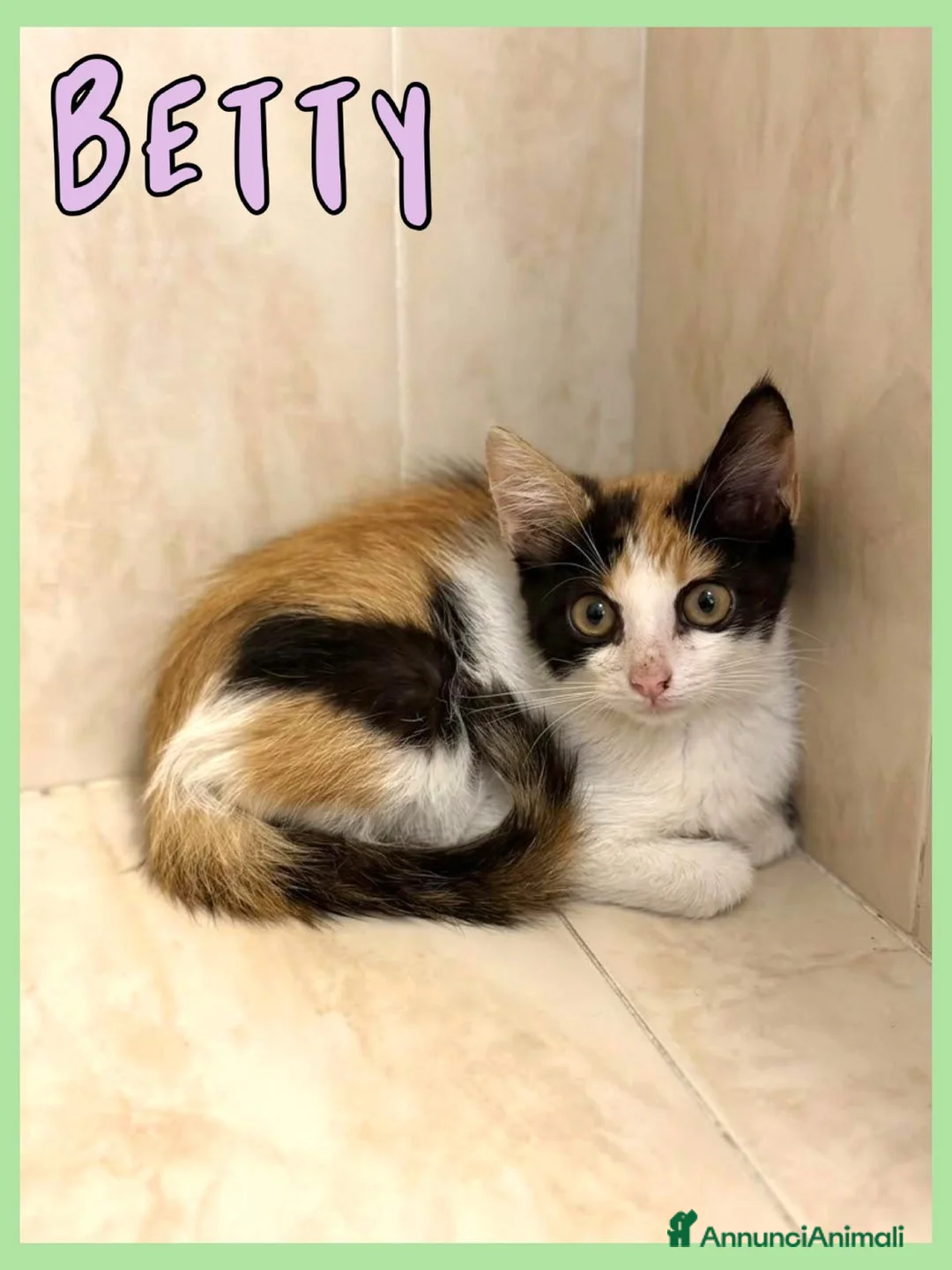 Europeo gatti in regalo: Gattini in adozione  - Annuncio 4