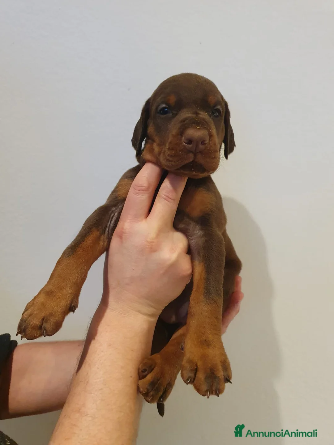 Dobermann cani in vendita: Cuccioli di Dobermann - Annuncio 21