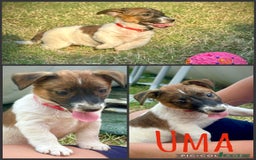 Jack Russell cani in vendita: Una splendida cucciolata a Provincia di Lodi - Immagine 5