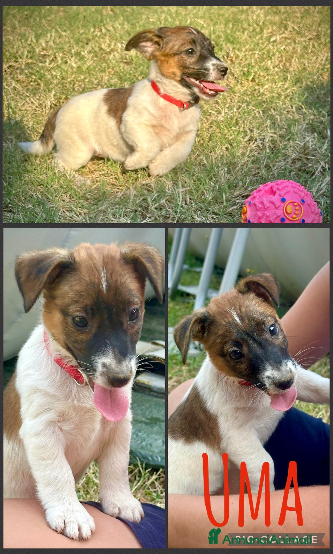 Jack Russell cani in vendita: Una splendida cucciolata a Provincia di Lodi - Immagine 5