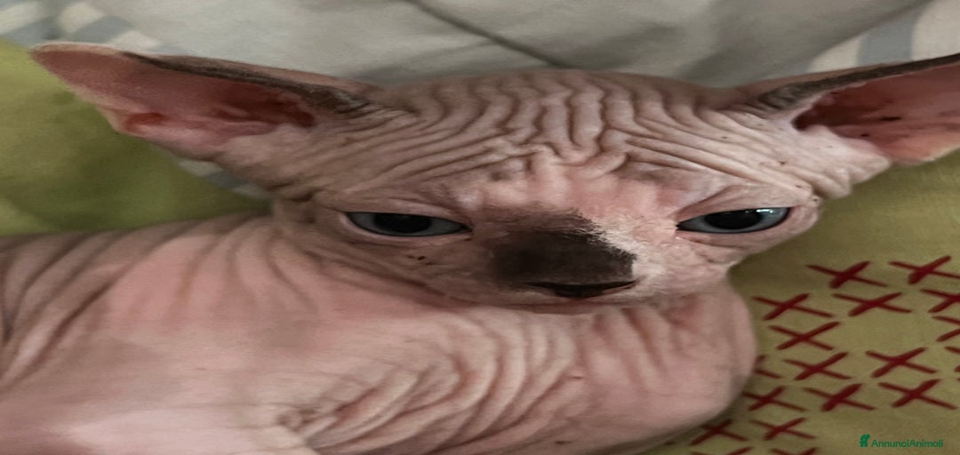 Immagine della galleria {{count}}