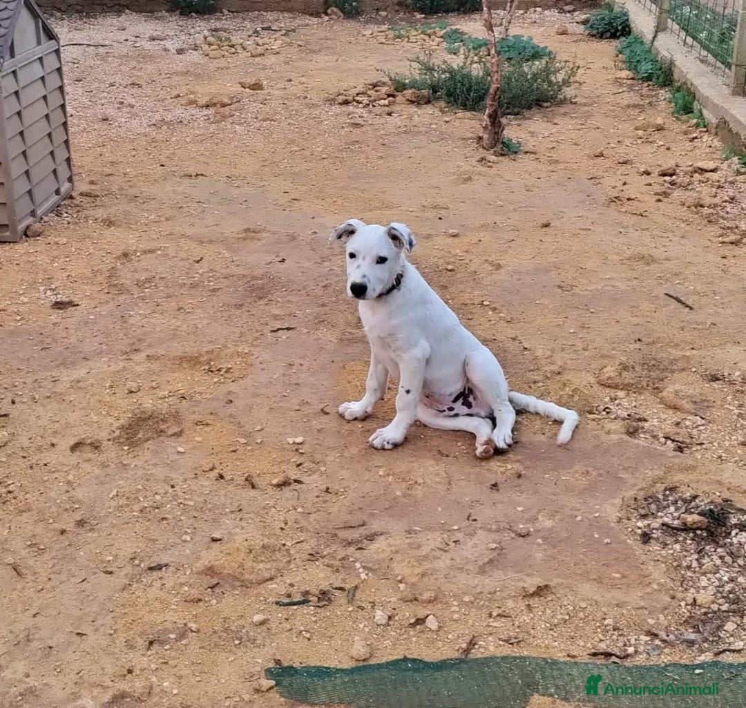 Altre razze cani in regalo: OTI 3 MESI - Annuncio 5