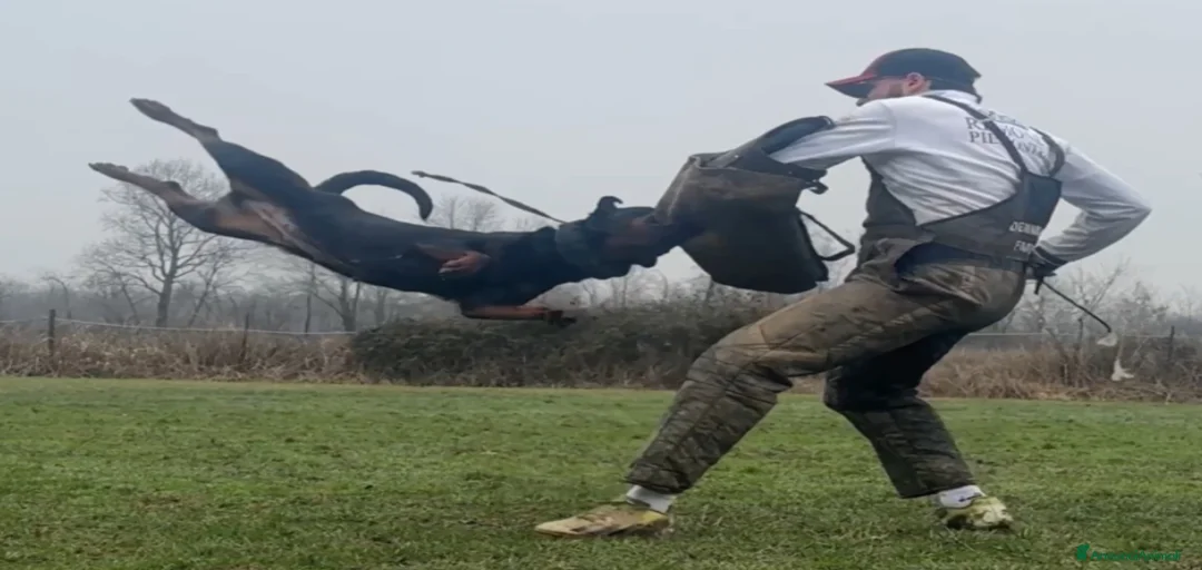 Immagine della galleria {{count}}