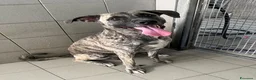 Meticcio cani in regalo: VITO CERCA CASA - Annuncio 17