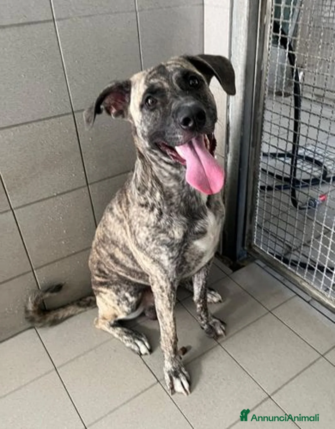 Meticcio cani in regalo: VITO CERCA CASA - Annuncio 17