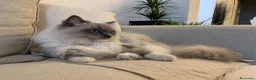 Ragdoll gatti in vendita: Ragdoll _ n.1 cucciolo M & n.1 cucciola F 16/04/26 - Annuncio 4