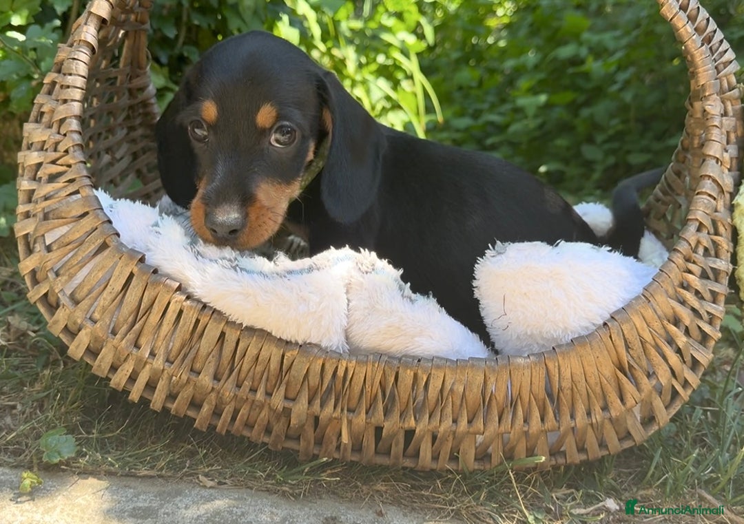 Bassotto cani in vendita: Cuccioli bassotto  a Città Metropolitana di Torino - Immagine 2