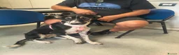 Meticcio cani in regalo: A Bologna, 2 anni, 16 chili circa  - Annuncio 3