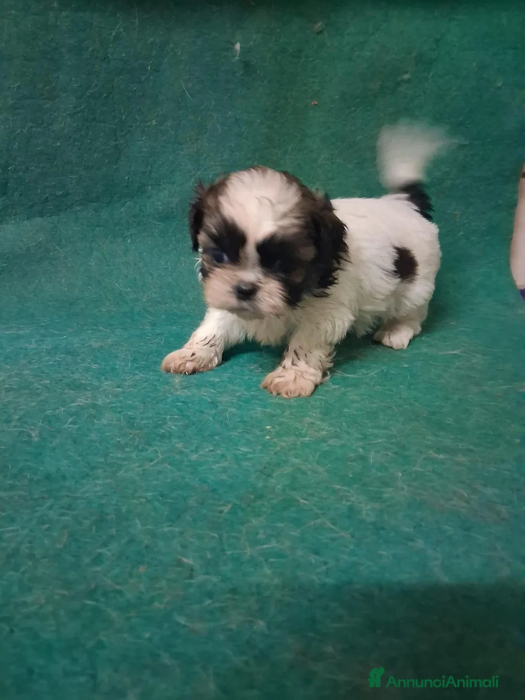 Shih Tzu cani in vendita: Allevamento della vecchia corte  a Provincia di Bergamo - Annuncio 1