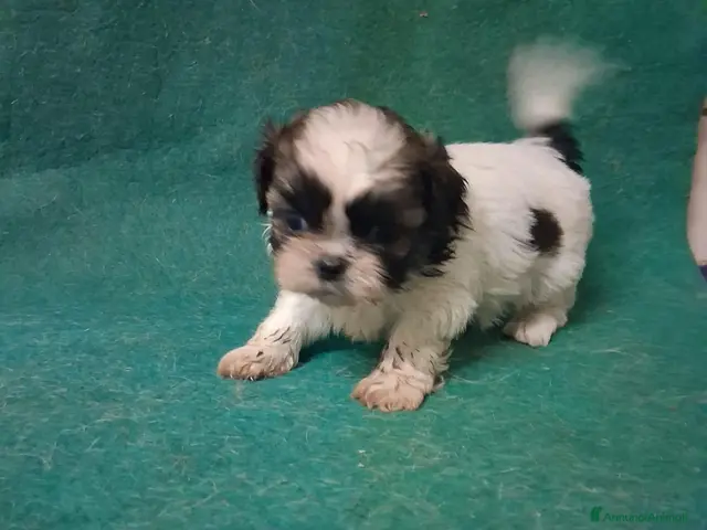 Shih Tzu cani in vendita: Allevamento della vecchia corte - Annuncio 20