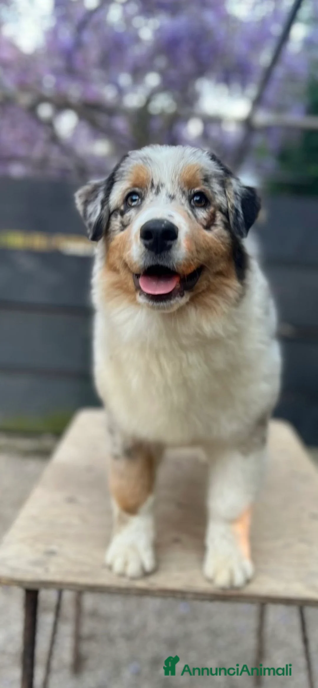 Australian Shepherd cani in vendita: Cucciola australian shepherd/pastore australiano  - Annuncio 2
