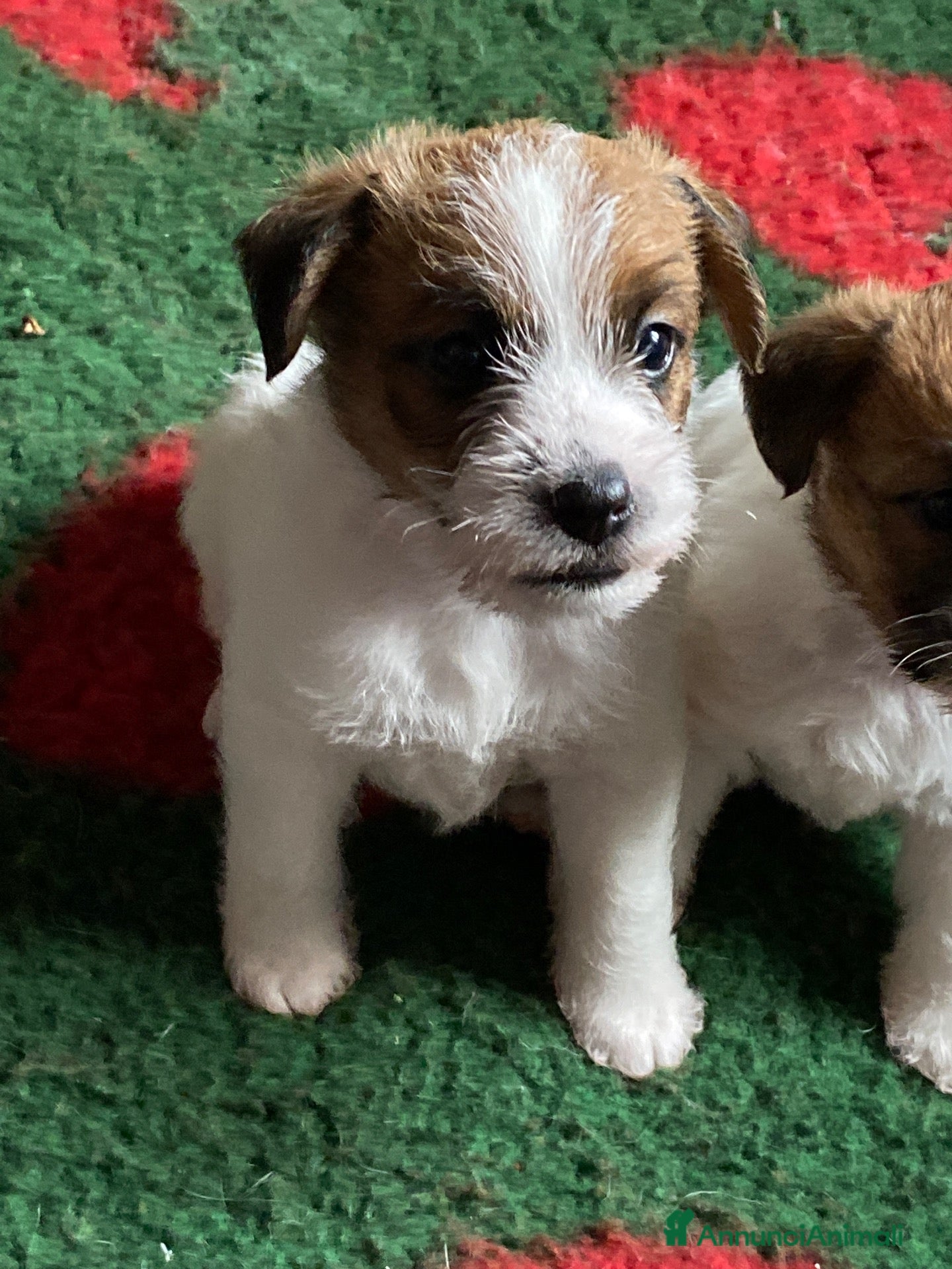 Jack Russell cani Jack Russell terrier peloRuvido - Annuncio 2