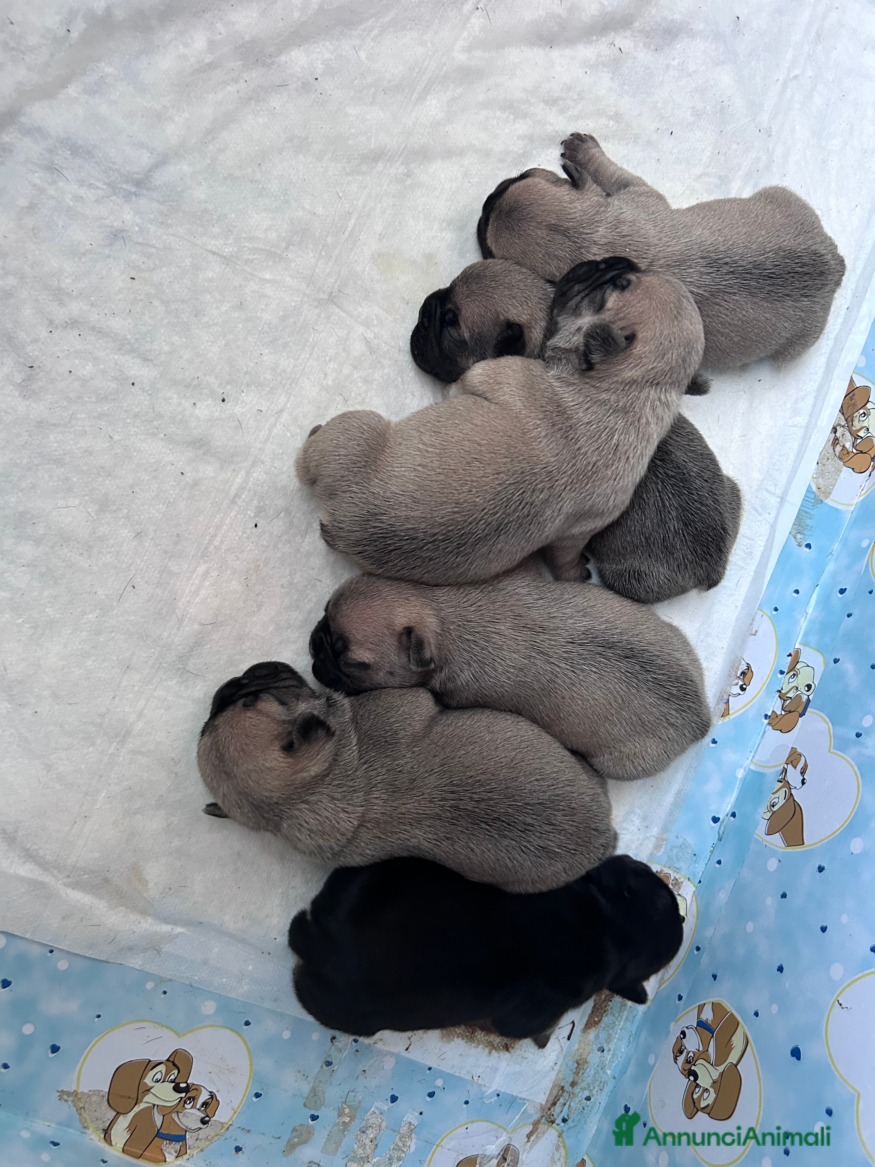 Bulldog Francese cani BULLDOGG FRANCESE CUCCIOLI MERAVIGLIOSI - Annuncio 1