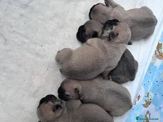 Bulldog Francese cani BULLDOGG FRANCESE CUCCIOLI MERAVIGLIOSI - Annuncio 1