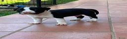 American Staffordshire cani in vendita: American Staffordshire Terrier  a Provincia di Lecco - Annuncio 3