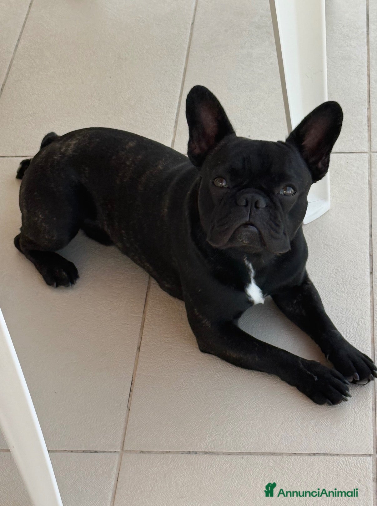 Bulldog Francese cani Bulldogue Francese Maschio da Monta - Annuncio 1