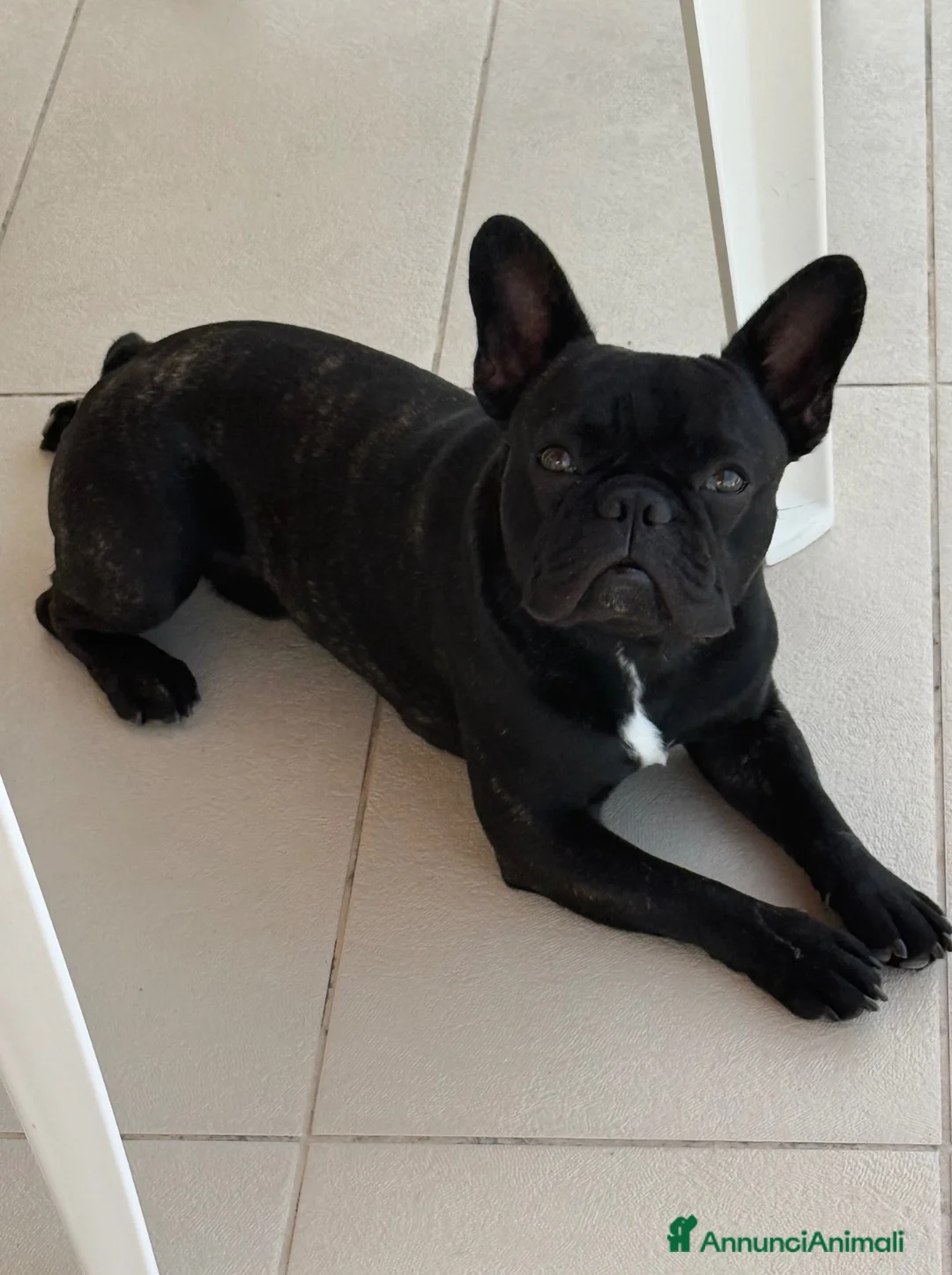 Bulldog Francese cani per accoppiamento: Bulldogue Francese Maschio da Monta a Provincia di Como - Annuncio 1