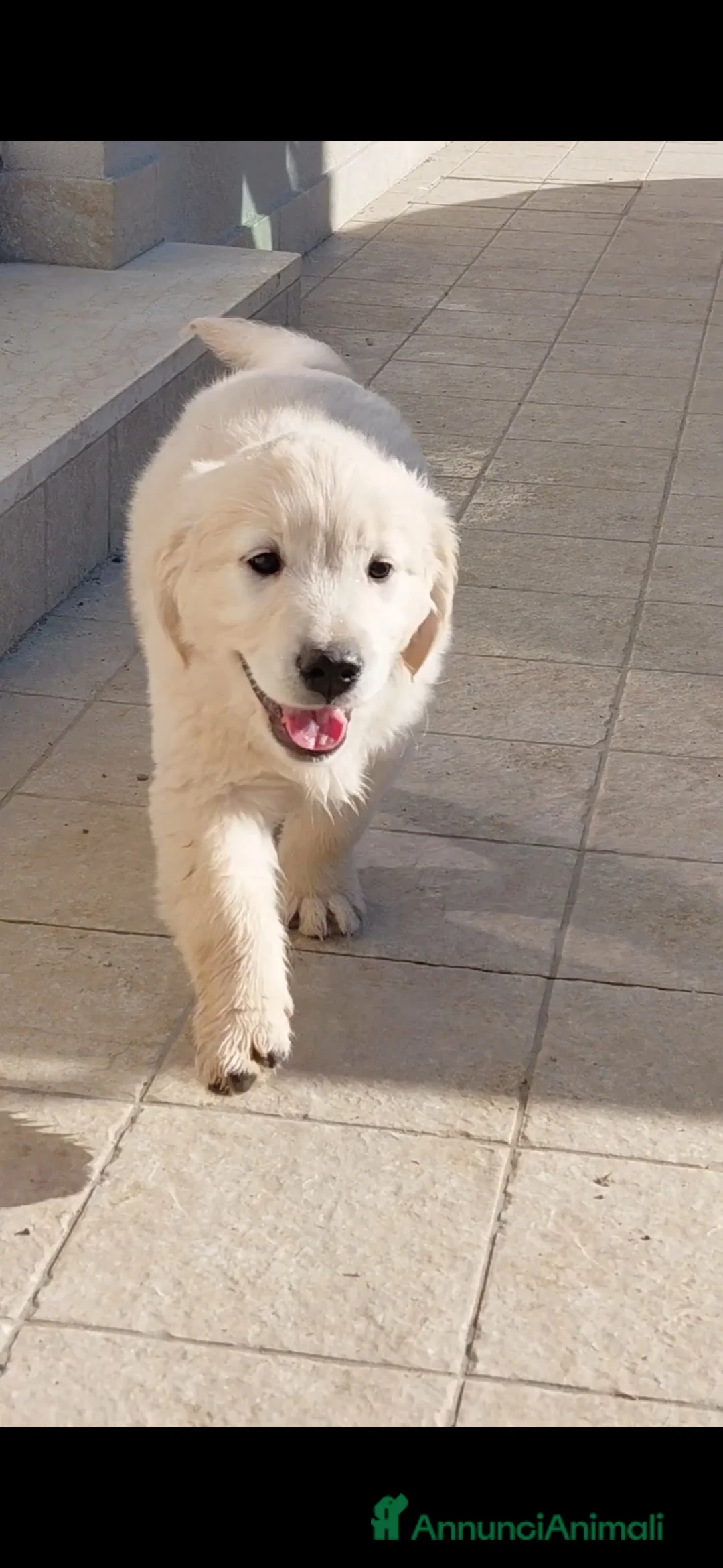 Golden Retriever cani in vendita: Cuccioli Golden retriever  - Annuncio 3