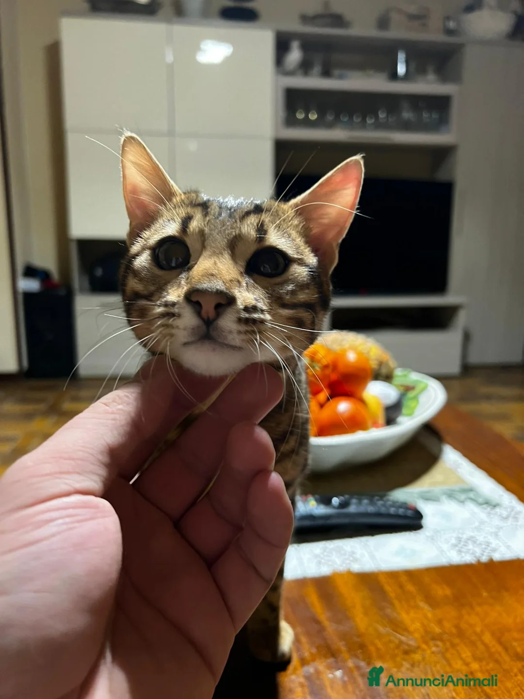 Bengala gatti in vendita: CUCCIOLO E ADULTO DI BENGALA  - Annuncio 7