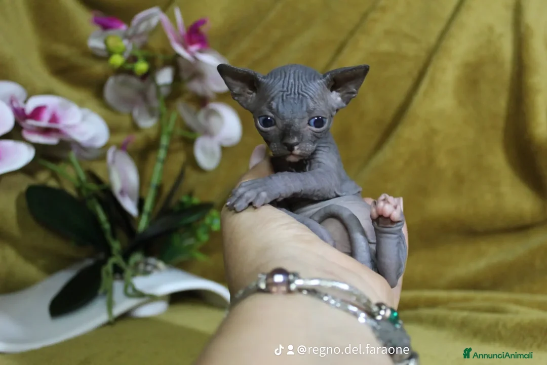 Sphynx gatti in vendita: Cuccioli di sphynx disponibile  - Annuncio 2