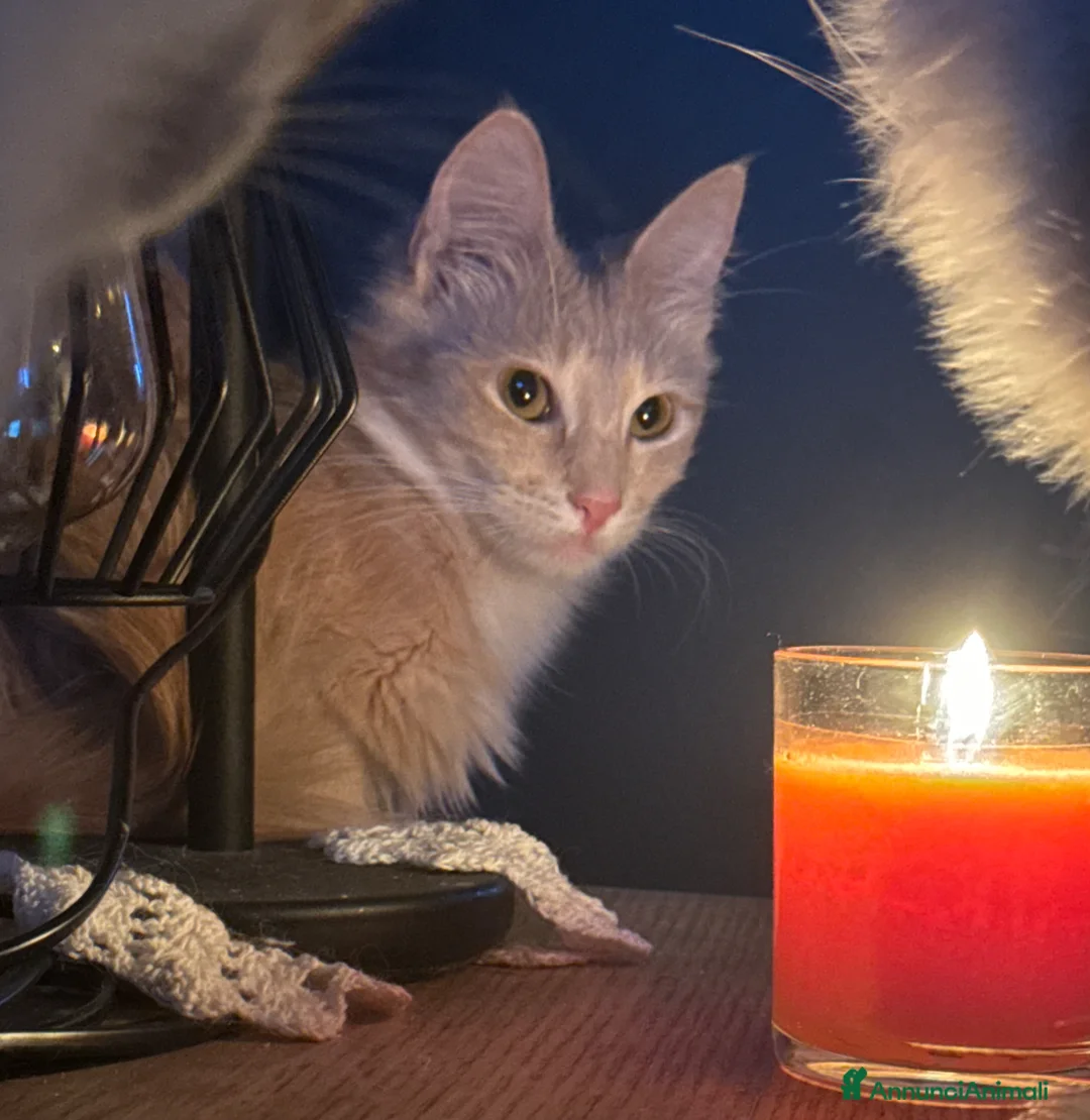 Angora turco gatti in vendita: Gatta di razza Angora Turco - Georgina - Annuncio 2